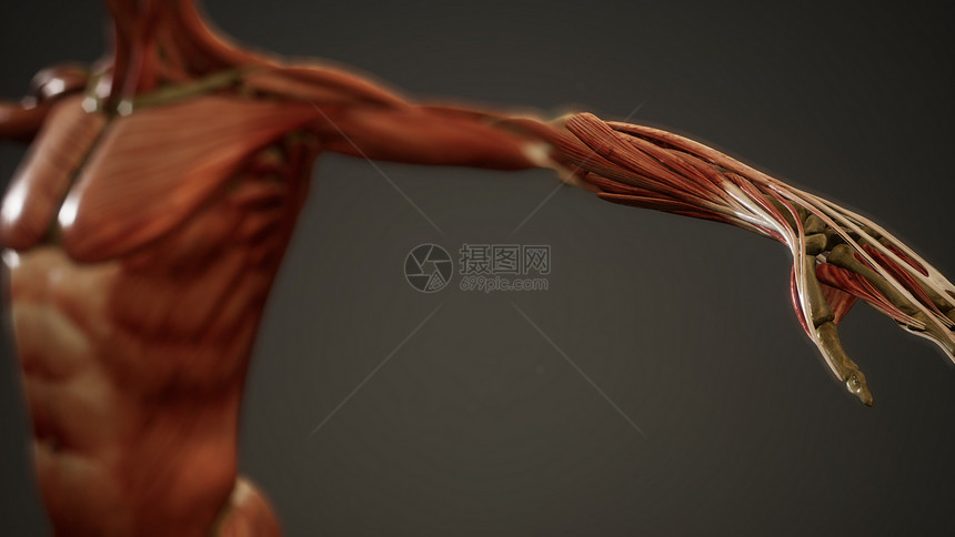 人体动画的肌肉系统图片