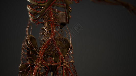 带血恐怖素材人体血管解剖背景