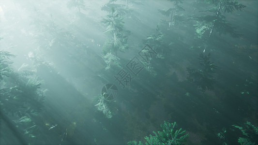 空中阳光森林中与雾图片