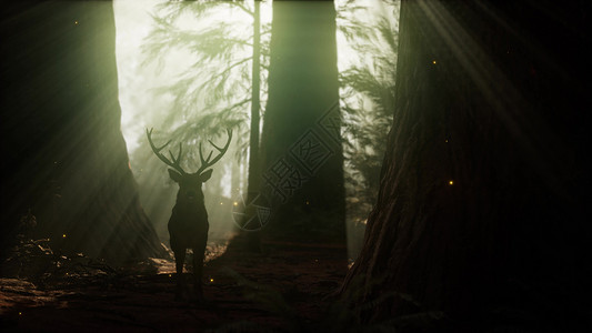 森林里美丽的鹿,早上有惊人的灯光高清图片