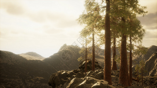悬崖上有树阳光背景图片