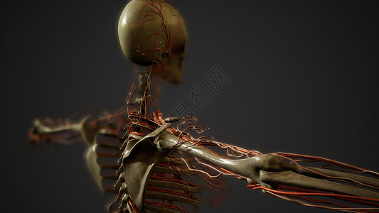 人体骨架人体血管解剖背景