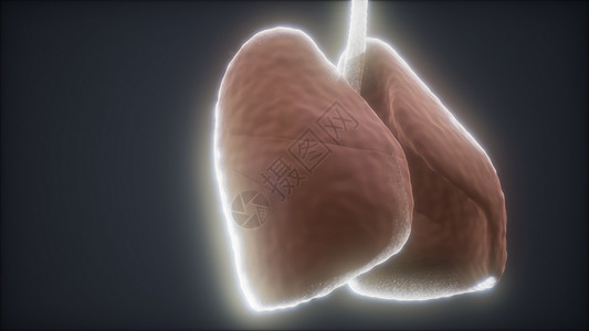 循环三维渲染医学上准确的人类肺动画图片
