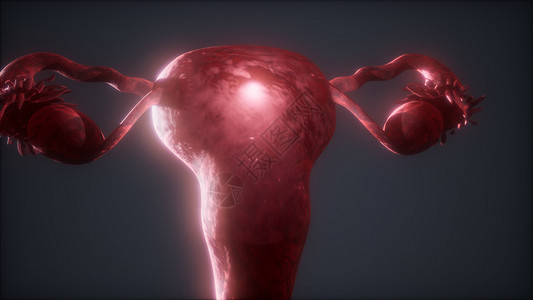 女性生殖系统解剖动画女性生殖系统解剖学背景图片