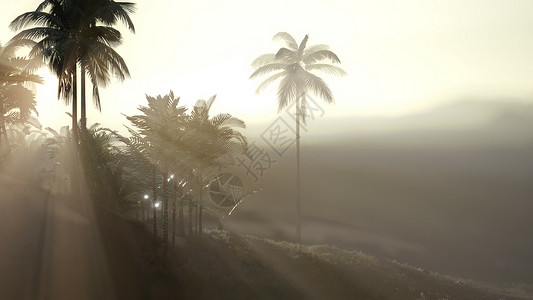 可可棕榈树热带景观与烟雾阳光可可棕榈树热带景观图片