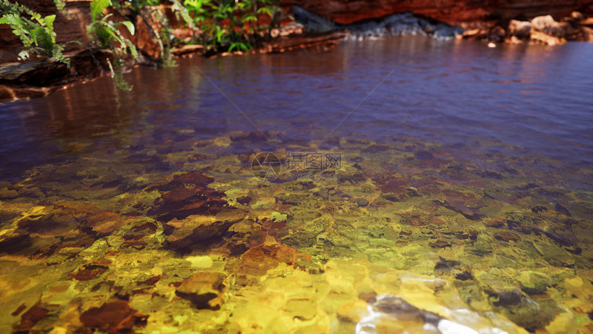 热带金色池塘,有岩石绿色植物图片