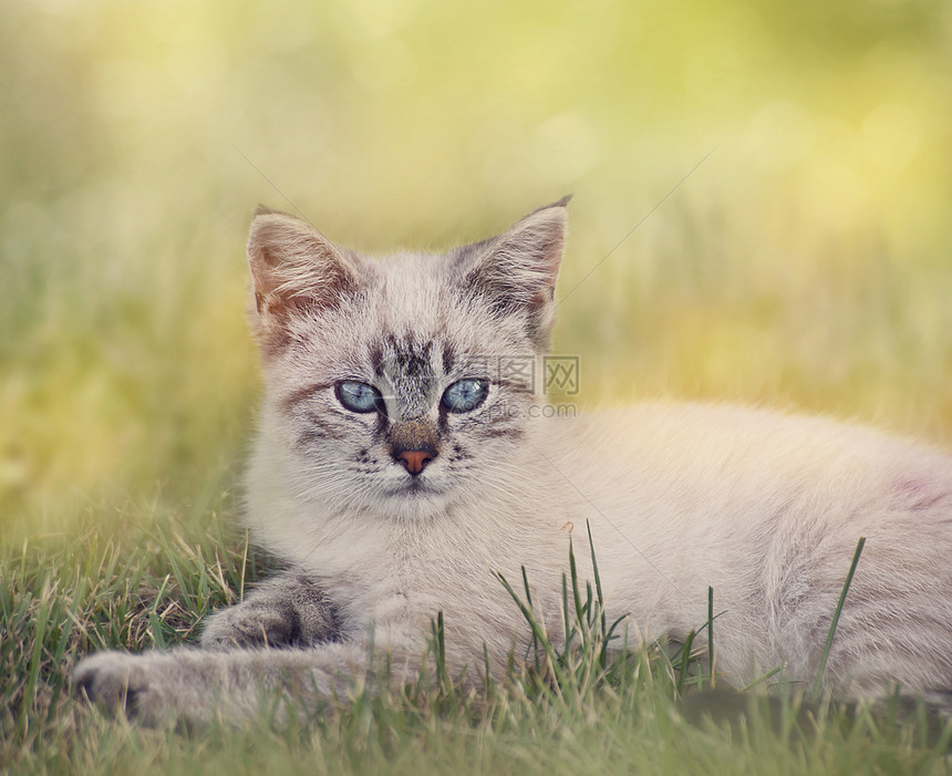白色棕色的小猫草地上休息图片