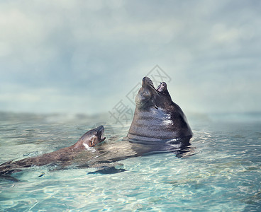 海狮宝宝妈妈水里图片