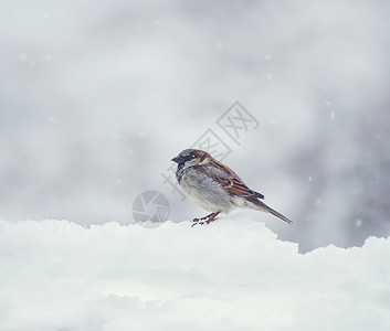 麻雀冬天坐雪地上图片