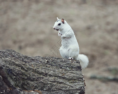 野生白色白化松鼠坐树上图片