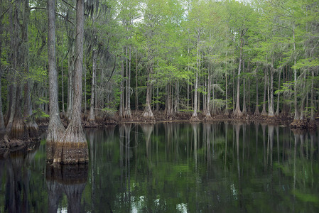 佛罗里达沼泽的柏树有倒影背景图片