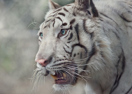 白色老虎肖像特写高清图片