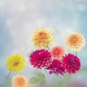五颜六色的大丽花花园里盛开背景图片