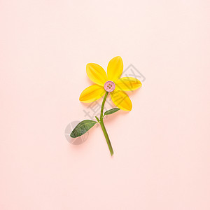 创意静物自然绿照片水仙花盛开与按钮中间的粉红色背景图片
