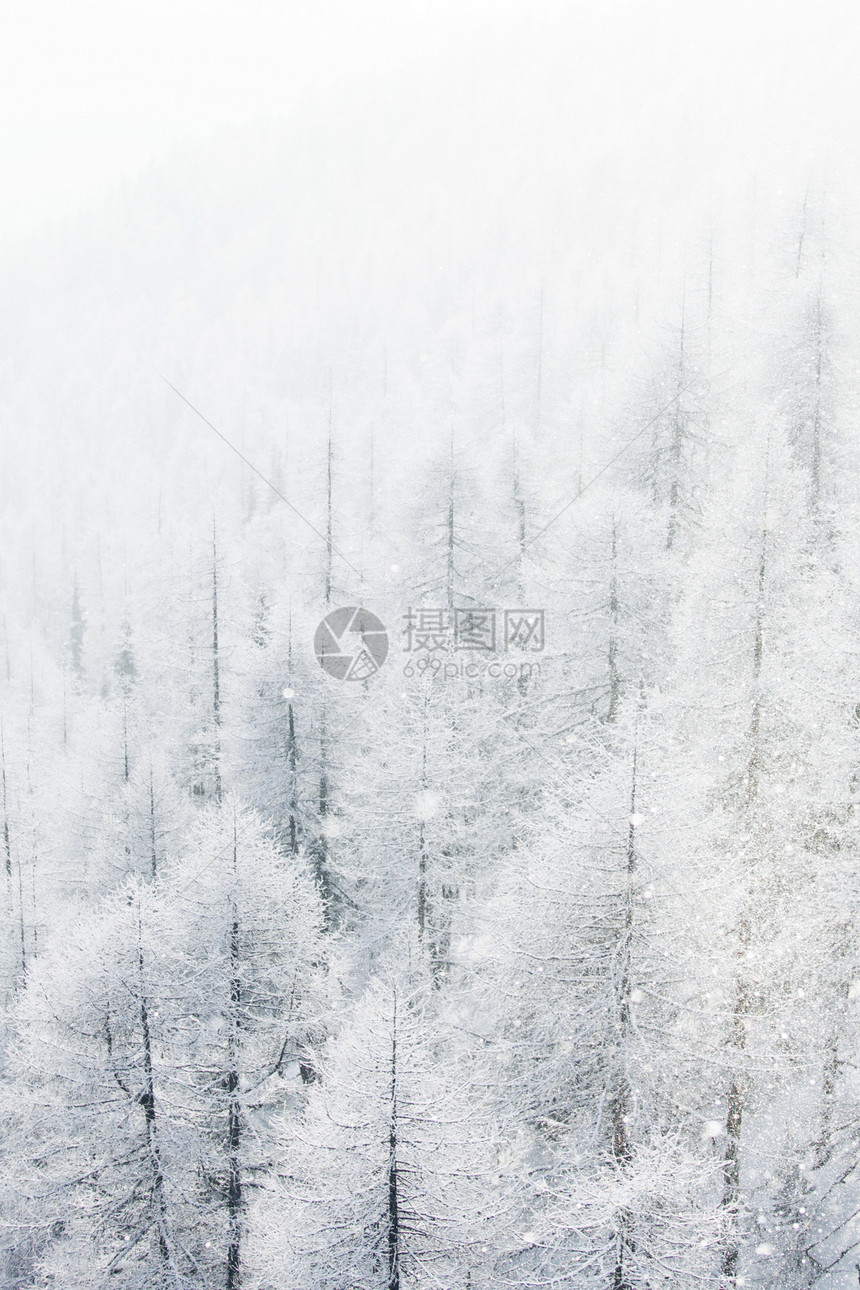 冬季景观与雪山森林覆盖的树木冬季景观与森林图片