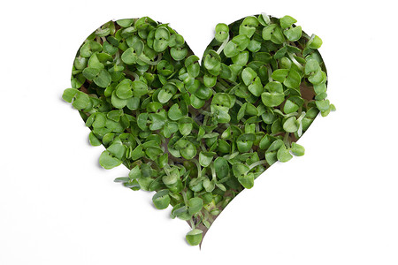 发芽的绿色植物生长白色背景上心形发芽的绿色植物心形的图片