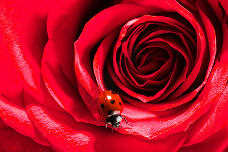 瓢虫爬上红玫瑰近距离红玫瑰上的瓢虫高清图片