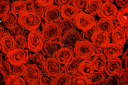 很多红玫瑰背景,情人节礼物的红色玫瑰背景图片