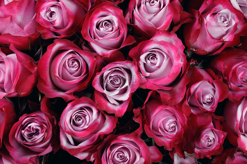粉红色玫瑰花背景与文本粉红色玫瑰花背景图片