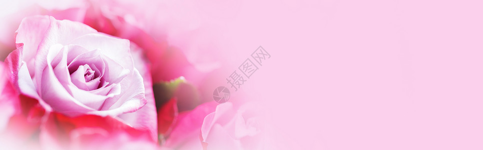 粉红色玫瑰花背景与文本粉红色玫瑰花背景图片