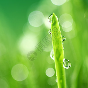 观雨水滴草叶自然背景观上草的自然背景背景