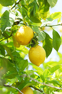 柠檬水果挂树上早午餐柠檬特写图片