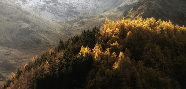 秋天的史诗景观形象,充满活力的松树落叶松,反雄伟的山楂水高跷峰湖区图片
