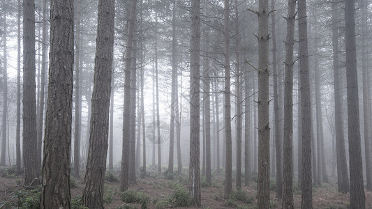 美丽的森林景观形象的松树森林与深雾树木到远处图片