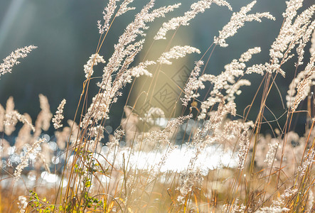 芦苇画阳光明媚的秋天草地自然背景背景