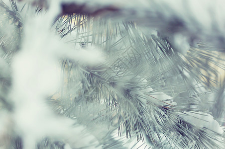 圣诞节冷冻松树圣诞节新年假期背景,冬季圣诞贺卡图片