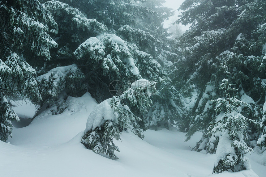 风景秀丽的雪覆盖森林冬季很适合圣诞节背景图片
