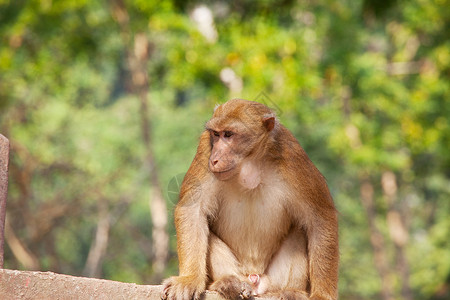 印尼寺庙里的猴子高清图片