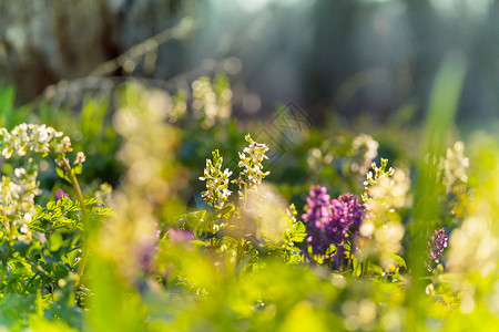 美丽的林地景观春天的花朵森林里高清图片
