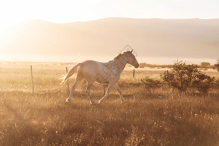 日落时牧场上的白马图片