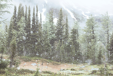 森林里下雪的暴风雪冬天的背景高清图片