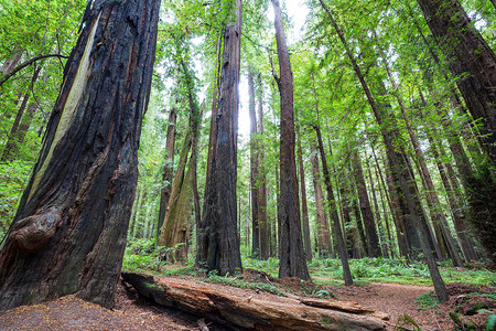 美国北加利福尼亚森林的红木树高清图片