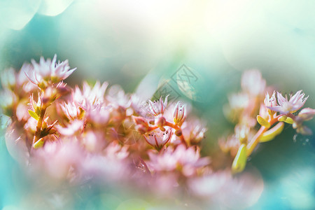 美丽的花朵的特写镜头适合花卉背景高清图片