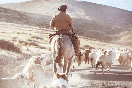 阿根廷巴塔哥尼亚山区的群山羊高清图片