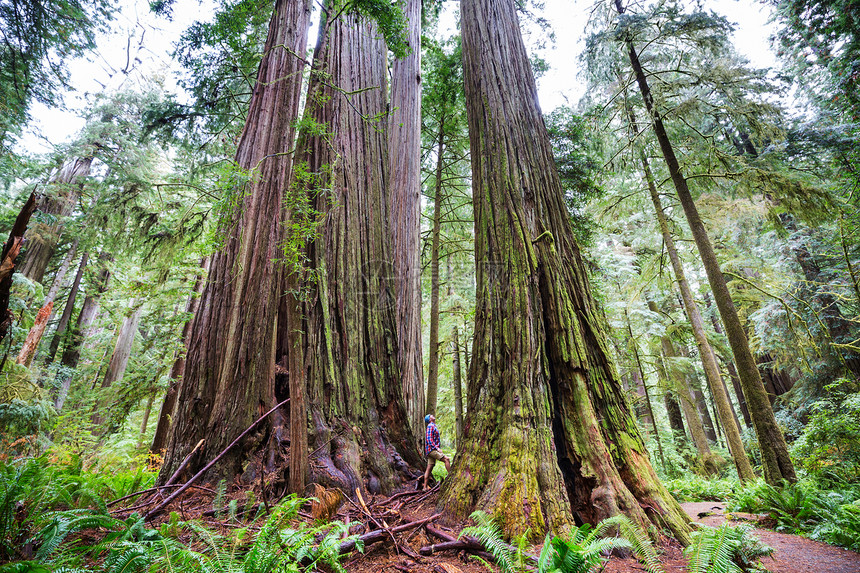 美国北加利福尼亚森林的红木树图片