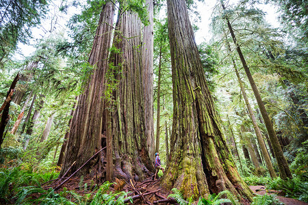 美国北加利福尼亚森林的红木树高清图片