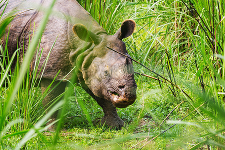 吃草的犀牛犀牛正吃野生动物的草,奇旺公园,尼泊尔背景