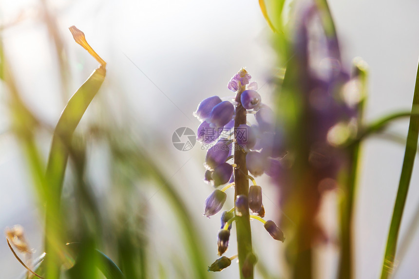 森林里美丽的春花季节自然背景图片