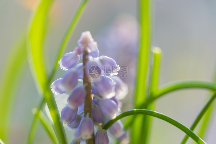 森林里美丽的春花季节自然背景图片