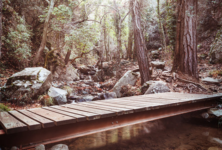 绿色夏季森林中的桥梁图片