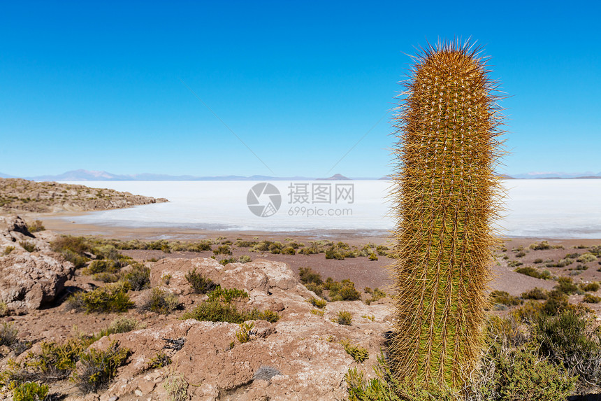 玻利维亚高原上的仙人掌寻常的自然景观废弃太阳能旅行南美洲图片