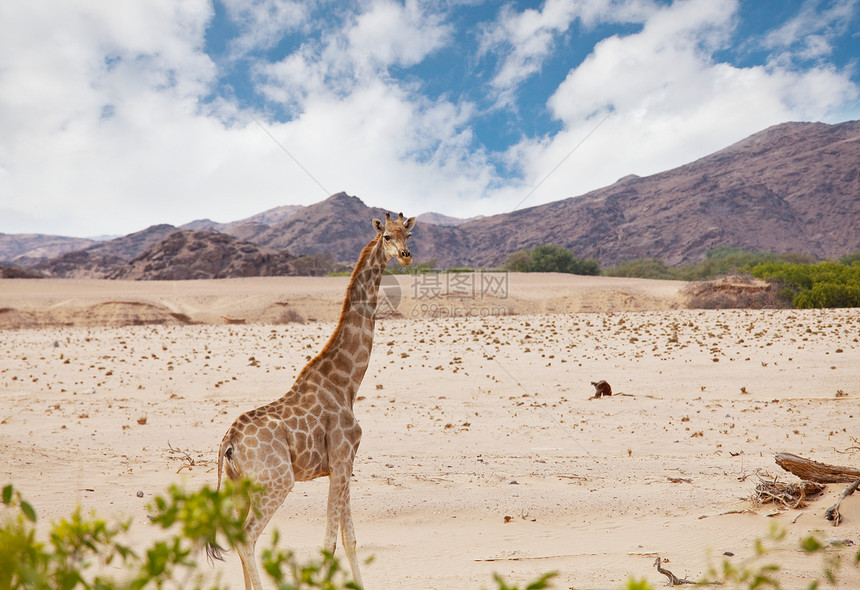 野生长颈鹿非洲灌木丛,纳米比亚图片