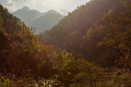 夏季青山山林景观美丽的夏季自然林地荒野图片