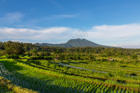 绿色水稻梯田稻田,乌布德,巴厘岛,印度尼西亚高清图片