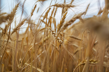 麦田,特写镜头成熟的小麦穗长大自然上图片