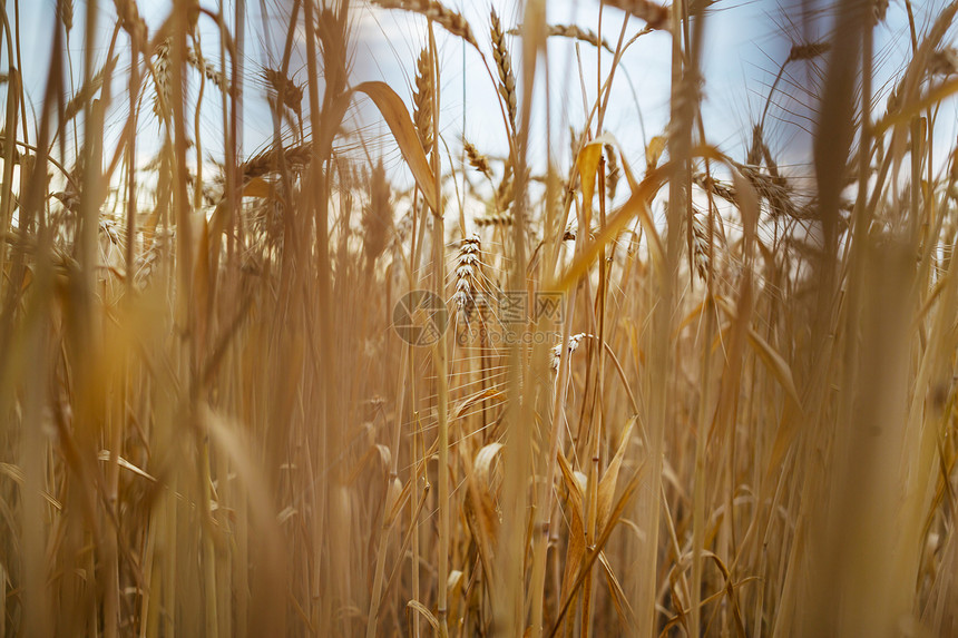 麦田,特写镜头成熟的小麦穗长大自然上图片